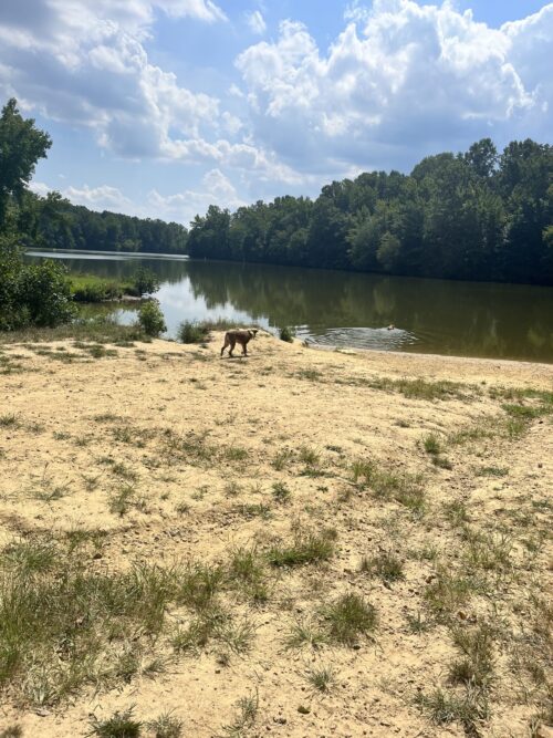 Lums Pond Dog Park Where is WHERE in Delaware